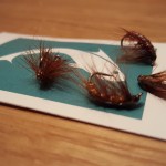 Sheelin Shrimps